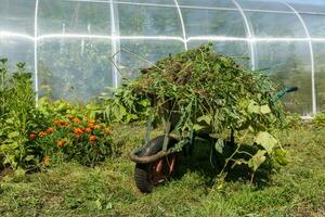 wheelbarrow in the vegetable garden photo