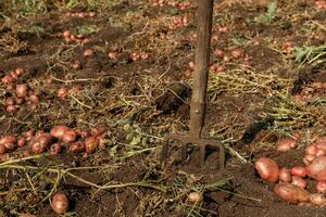 Pitchfork sticking out of the ground. Potato digging. photo