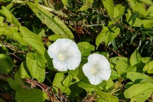 Calystegia sepium. Hedge bindweed flower. photo