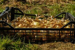 onions in a black plastic box on the grass. photo