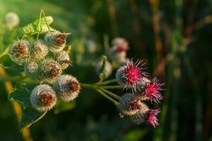 Arctium lappa commonly called greater burdock. A grasshopper in the background. photo