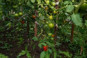 verde Tomates creciente en un invernadero. tomate colgando en un rama. foto