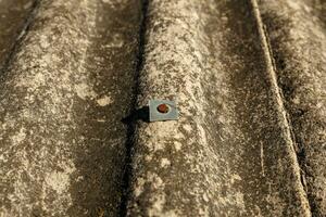 A rusty nail with a metal gasket on a slate roof. photo