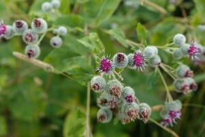 Arctium lappa commonly called greater burdock photo