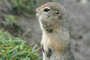 Arctic ground squirrel, carefully looking around so as not to fall into jaws of predatory beasts photo