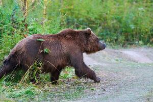 Kamchatka brown bear in natural habitat, come out forest, walking country road. Kamchatka Peninsula photo