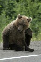 Kamchatka marrón oso rascarse su espalda pata detrás oído amedrentador mosquitos foto