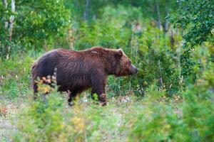 Predator brown bear in natural habitat, walking in summer woodland. Kamchatka Peninsula photo