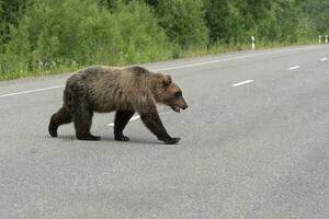 enojado y hambriento Kamchatka marrón oso a través de a lo largo la carretera foto