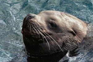 Portrait of wild sea mammal animal Northern Sea Lion swims in cold waves Pacific Ocean photo