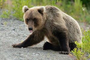 salvaje marrón oso sentado en piedras con su lengua pega afuera, mirando a cámara con hambriento ojos foto