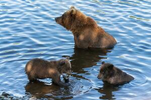 Wild Kamchatka brown she-bear with two cubs fishing red salmon fish in river during fish spawning. Predators in natural habitat photo