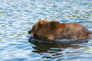 Hungry Kamchatka brown bear fishing red salmon fish in river during spawning photo