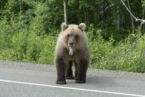 Kamchatka marrón oso poner su lengua fuera de su boca foto