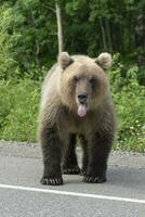 Kamchatka marrón oso poner su lengua fuera de su boca foto