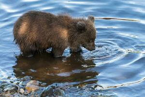 Hungry Kamchatka brown bear cubs fishing in river, looking in water in search red salmon fish during spawning photo