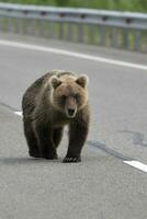 Wild hungry Kamchatka brown bear walking along highway photo