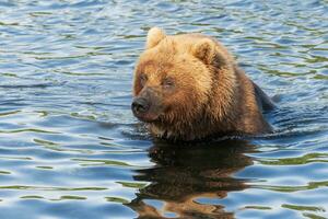 Hungry Kamchatka brown bear stands in river, looking around in search of food - red salmon fish photo