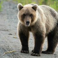 Portrait of terrible hungry Kamchatka brown bear looking at camera photo