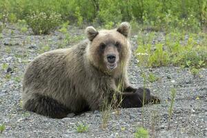 Kamchatka brown bear lies on pebbles and looks slightly open his mouth photo