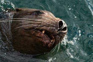 Wild sea animal Steller Sea Lion swims in cold waves Pacific Ocean photo