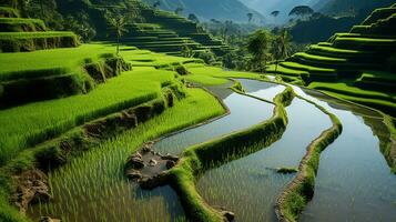 The Beauty of Rice Fields. Generative AI photo