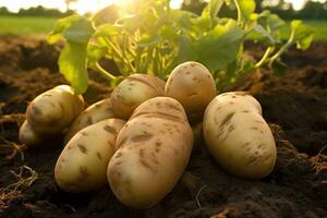 Harvested potatoes in a farm field on brown earth. Concept of food cultivation. AI generated photo
