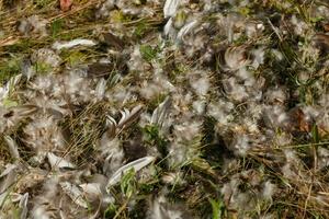 pájaro plumas dispersado a través de el césped. foto