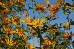 Jerusalem Artichoke Flowers Blooming Outdoors photo