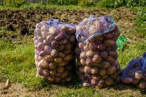 fresh organic potatoes in field. Harvested potatoes standing in sacks in the garden photo