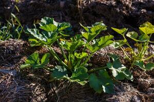 Green leaves Marrow vegetable on a manure garden bed photo