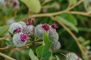 bee on a burdock flower photo