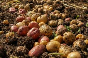 Pile of newly harvested potatoes on field. Harvesting potato roots from soil in homemade garden. photo