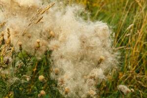 Cirsium arvense. Field with faded Creeping thistle photo