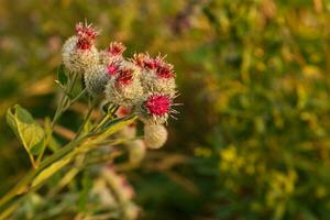 arctium lappa comúnmente llamado bardana mayor foto