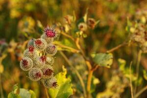 Arctium lappa commonly called greater burdock photo