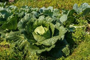 Fresh organic cabbage in the garden photo