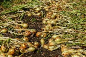 Onion harvest. Freshly harvested organic onions laid out to dry naturally in a vegetable garden. photo