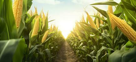 Closeup corn cobs in corn plantation field. Generative AI photo