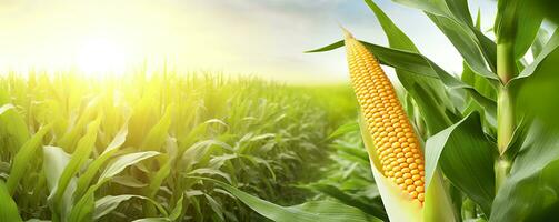 Closeup corn cobs in corn plantation field. Generative AI photo