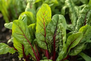 Chard growing in an urban garden. Garden beet and salad leaves close up. Generative AI photo