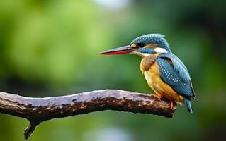 The common kingfisher wetlands bird colored feathers from different birds. Generative AI photo