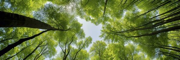 Looking up at the green tops of trees. AI Generated photo