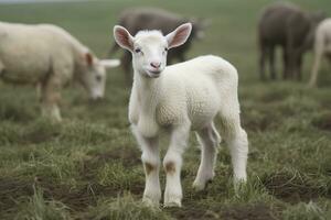 White lamb in a field in front of other animals. Generative AI photo