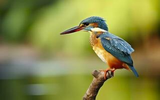 The common kingfisher wetlands bird colored feathers from different birds. Generative AI photo