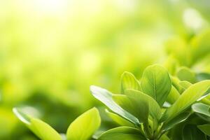 naturaleza de verde hoja en un jardín en verano debajo luz de sol. primavera antecedentes. ai generado foto