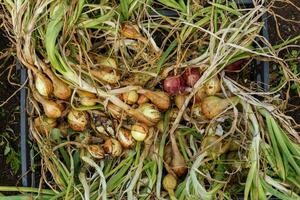 onions in a black plastic box photo