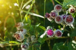 Arctium lappa commonly called greater burdock photo