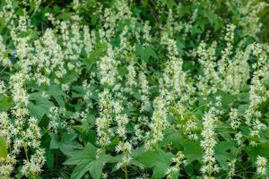 Thick thickets of echinocystis blooming in garden photo