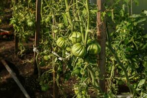 Tomatoes in the greenhouse. green tomato hanging on a branch photo